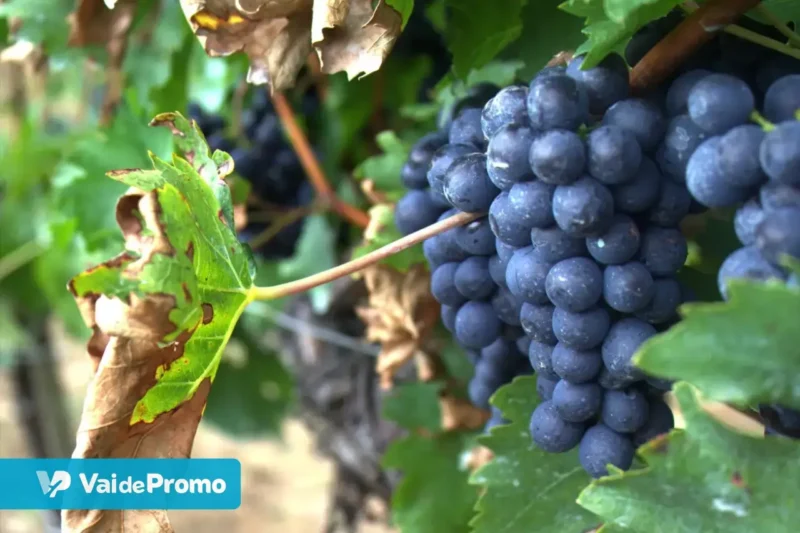 Vinícolas no Uruguai: quais são as melhores para visitar em 2025?
