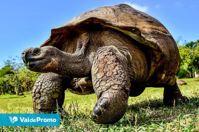 Ilhas Galápagos: as melhores atrações do arquipélago em 2025!
